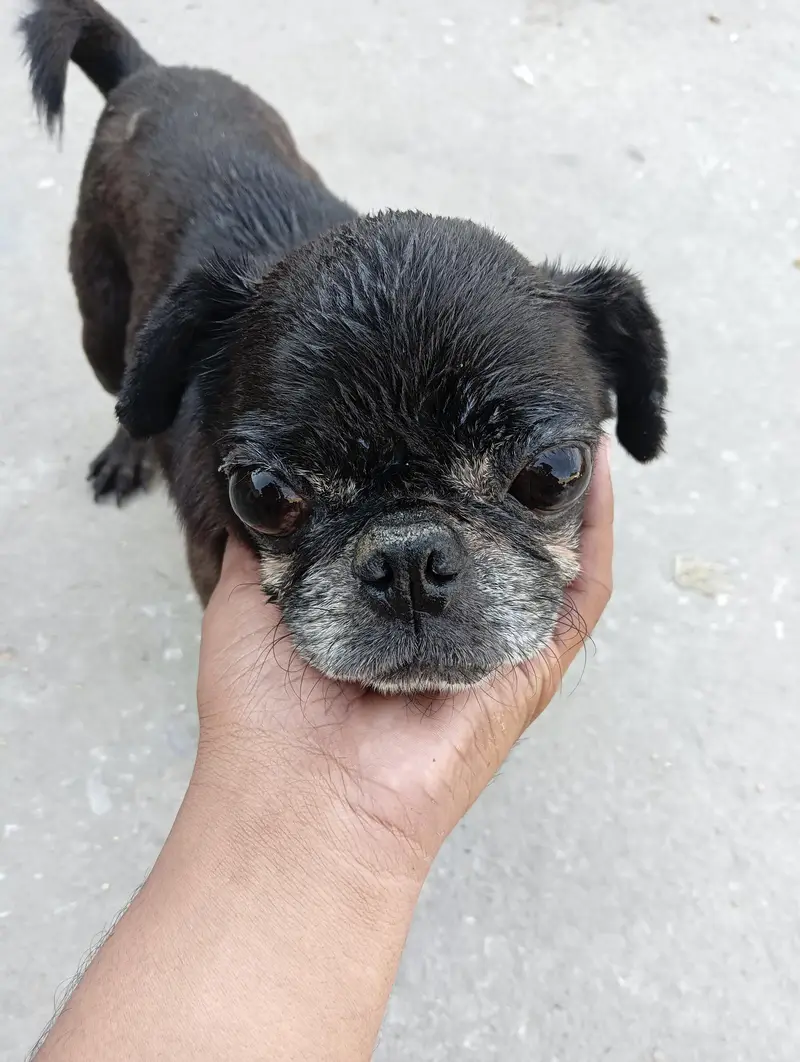 Pug male for sale — photo 3