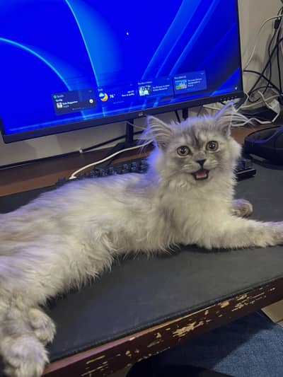 Kitten for sale! 8 months old