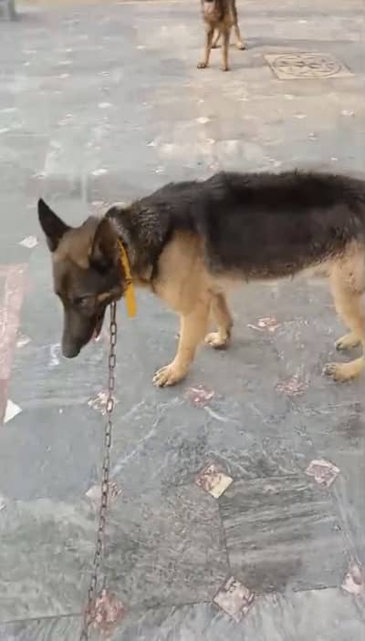 German Shepherd dog