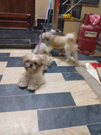 shihtzu Dogs
