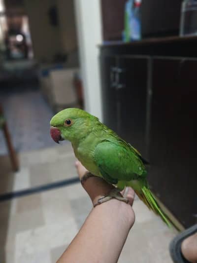 ringneck hand tame baby parrot