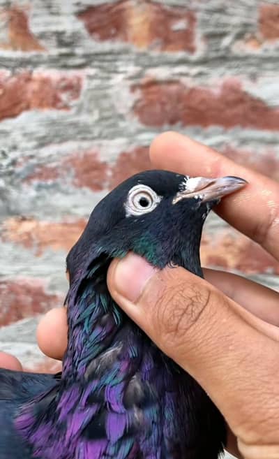 breeder zaak pigeon