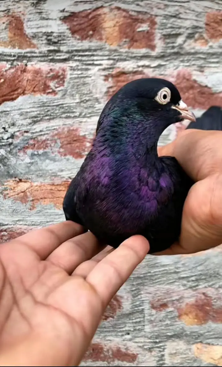 breeder zaak pigeon — photo 2