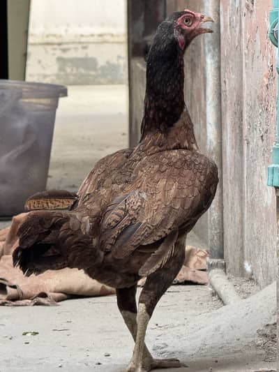 Egg Laying Aseel Hen