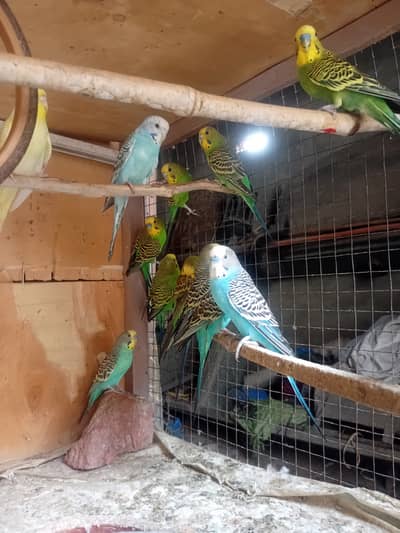 Australian parrots budgies for Sale