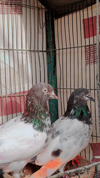 Teddy pair with one chick