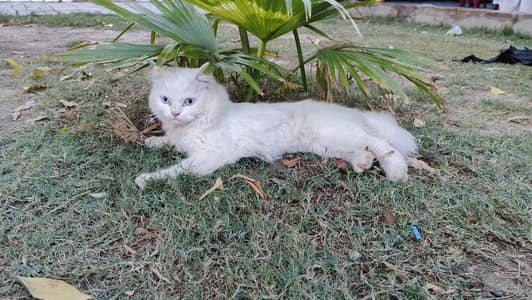 persian White cat