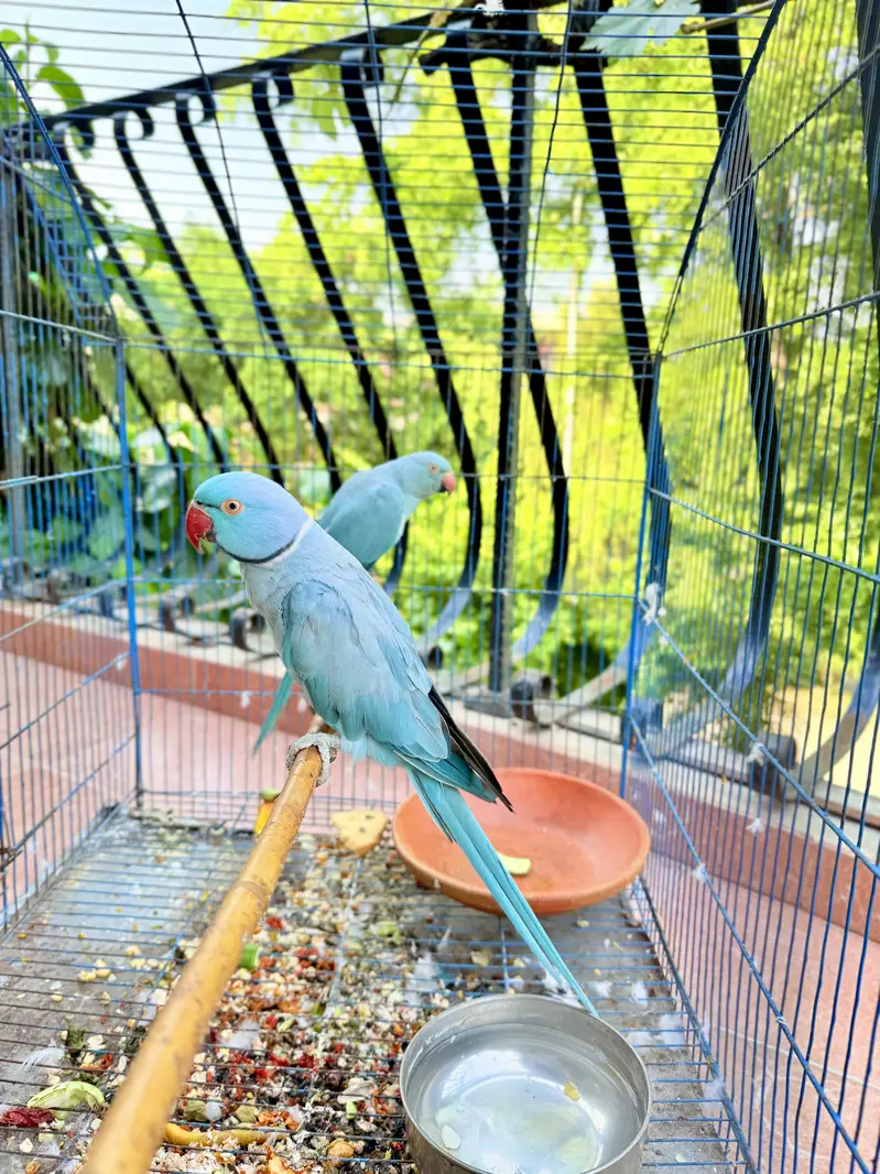 Blue Ringneck
