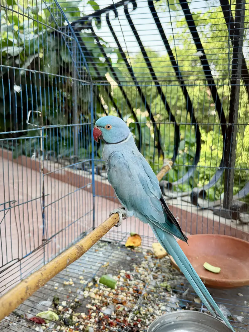 Blue Ringneck — photo 2