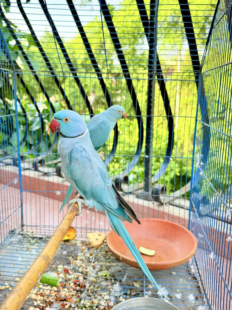 Blue Ringneck — photo 3