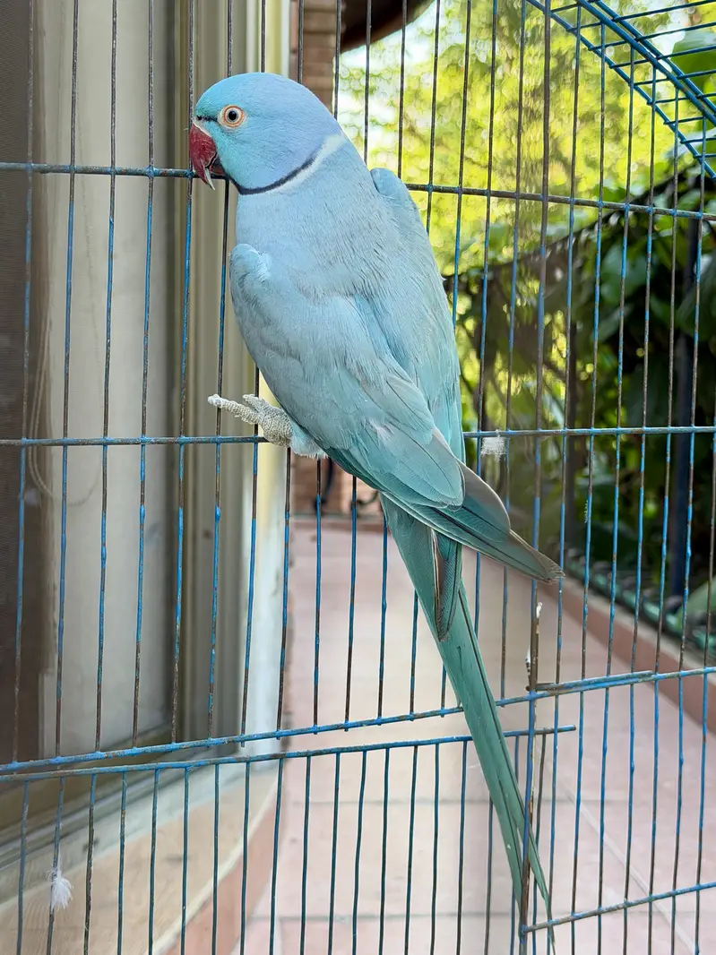Blue Ringneck — photo 4