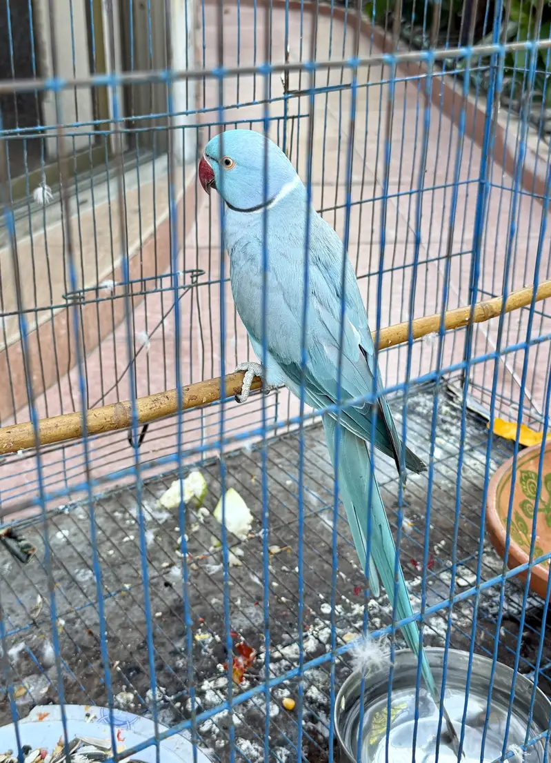 Blue Ringneck — photo 5