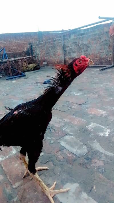 Roster urgent sale Pakistani tital serous people contact me