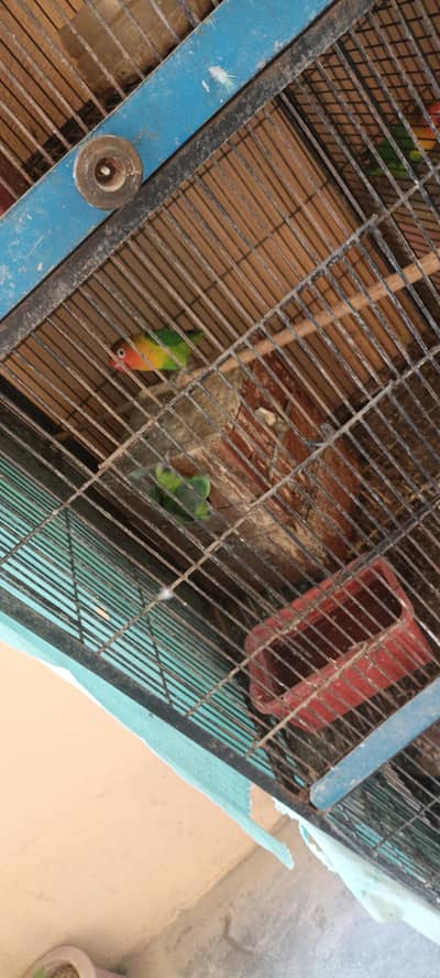 love bird