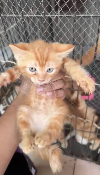 Persion golden kitten