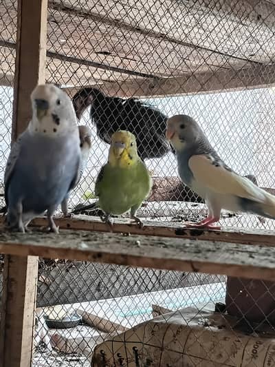 1 pair Breeder budgie or 2 pair pathay