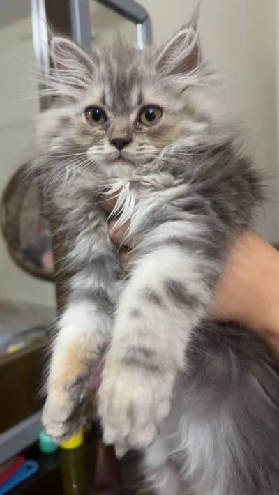 Persian Cat