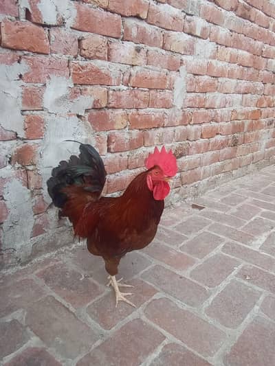 desi murgay for sale 1200