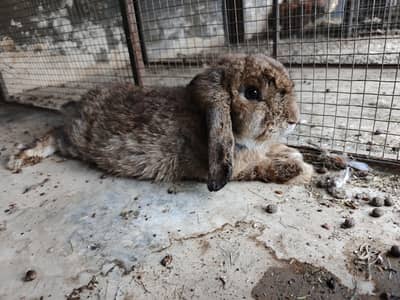 Holland Lop