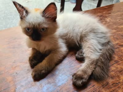 Himalayan cat (kitten) for sale