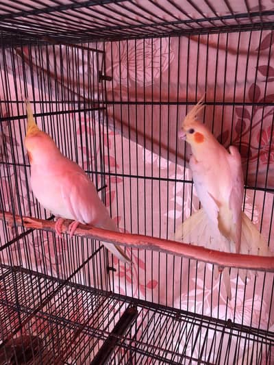 Cream cocktail pair