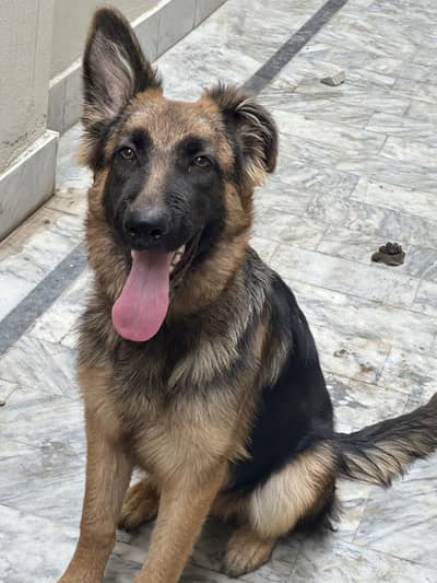 German female puppies for sale
