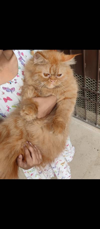 bht pyari loving cat hai