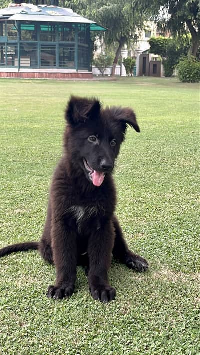 Black German shepherd female