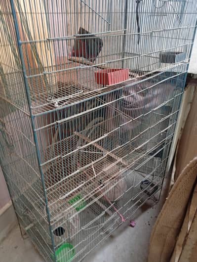 Animal Cage 6 partioon