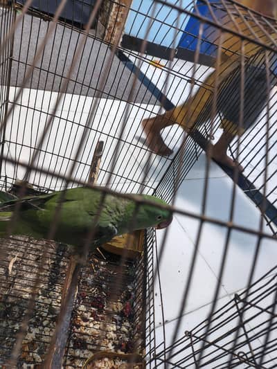 raw Pahari birds ghar pala hua apni marzi se bolta hai male hai