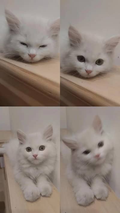 Persian cat tabby face