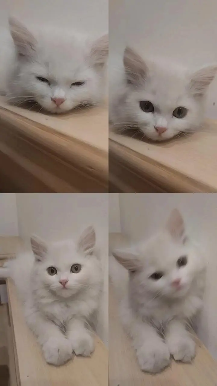 Persian cat tabby face