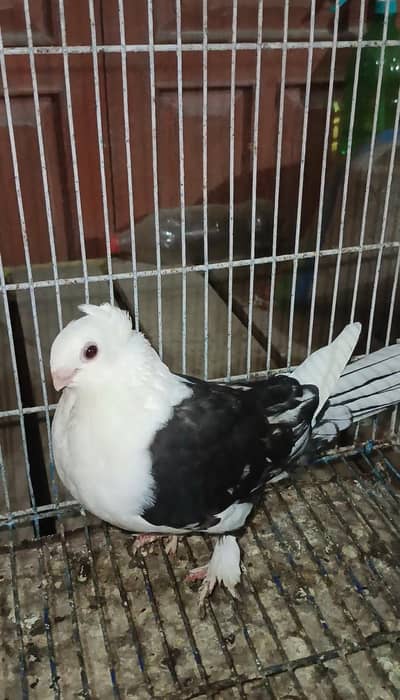 2 pice Sentinent Garman Tail females For Sale