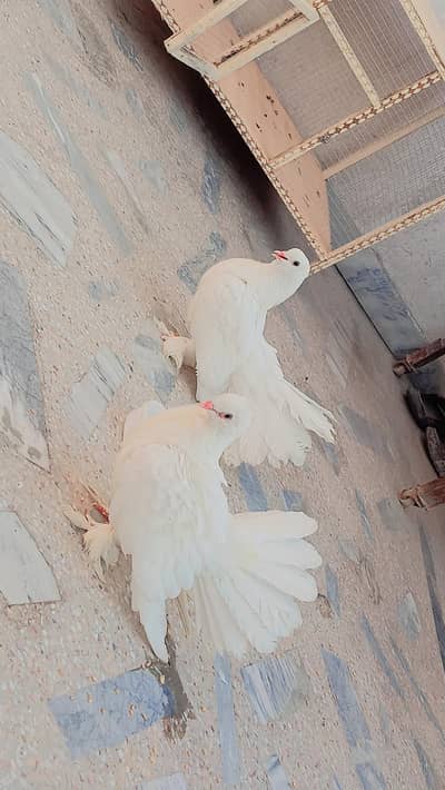PURE WHITE LAKY LAKRI WALY CAGE KY SAT. . . .