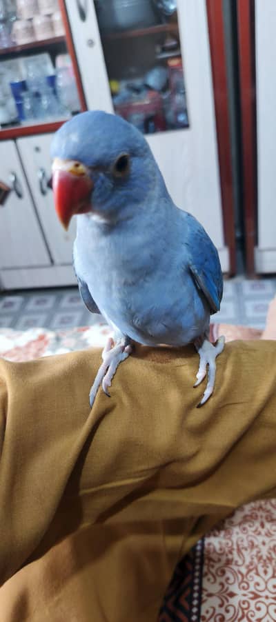 violet dabbal fector