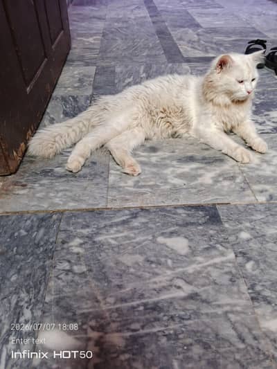 white persion fury hairs cat