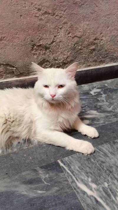 white persion fury hairs cat