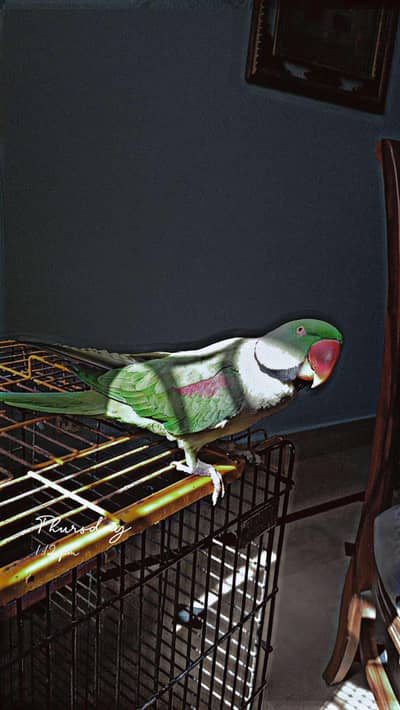 Green Pahari parrot
