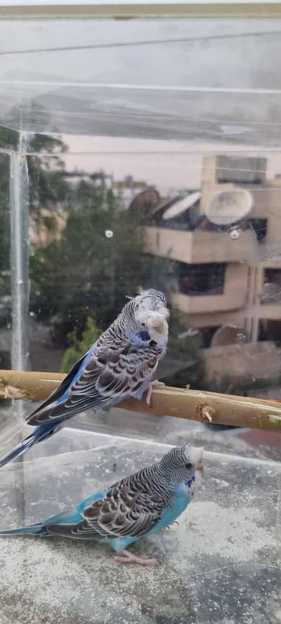 ENGLISH HOGOROMO BUDGIES