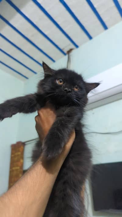 triple cotted black female kitten washroom train who 03188100390