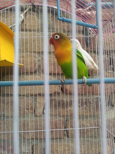 am sale ma bird's healthy and active cage b sat ha