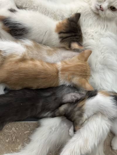 Kittens