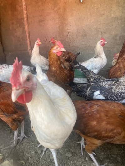Golden Misri Male Murga For Sale (Only Male) 3 months age