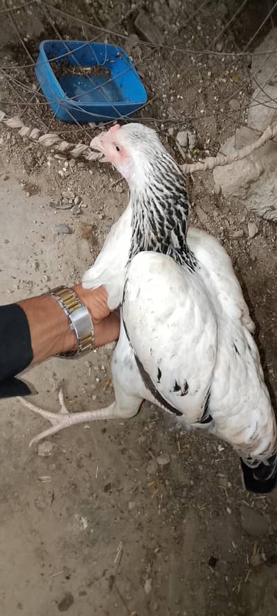 ASEEL SINDHI MURGE WITH 4 chick   1 HEERA MURGE