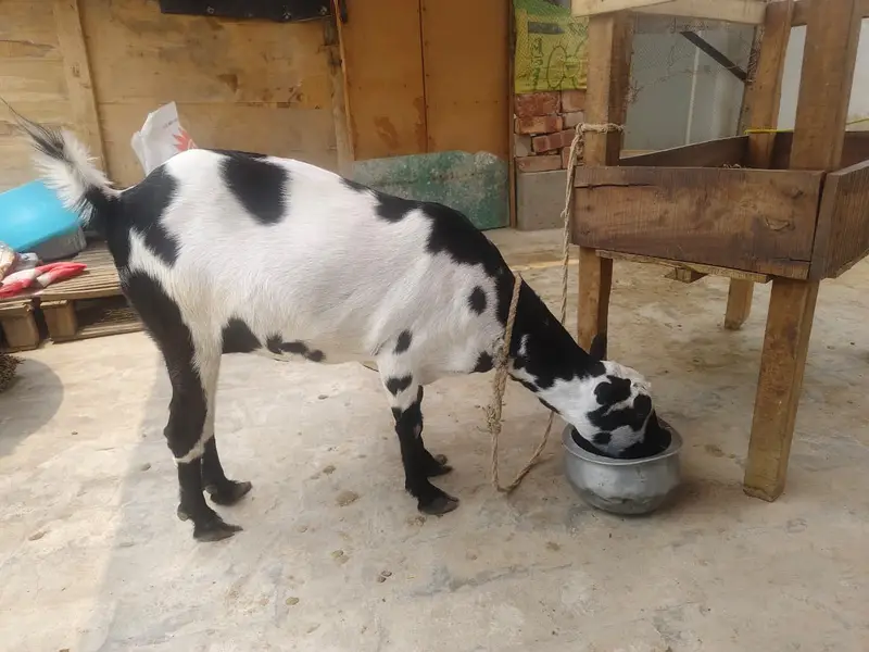 Beautiful Female Goat for Sale | Special Beutiful Female Goat for Sale