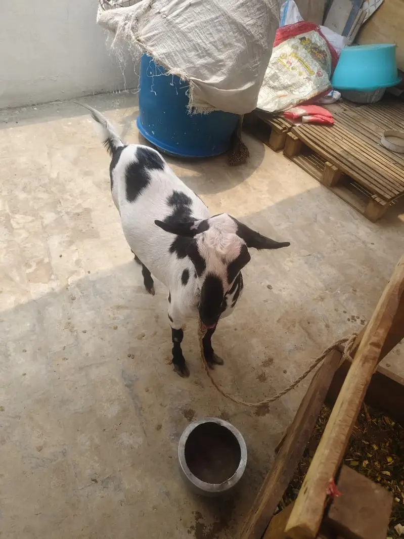 Beautiful Female Goat for Sale | Special Beutiful Female Goat for Sale — photo 2