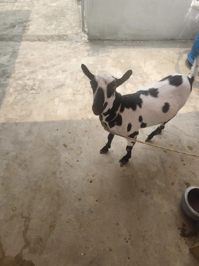 Beautiful Female Goat for Sale | Special Beutiful Female Goat for Sale — photo 3