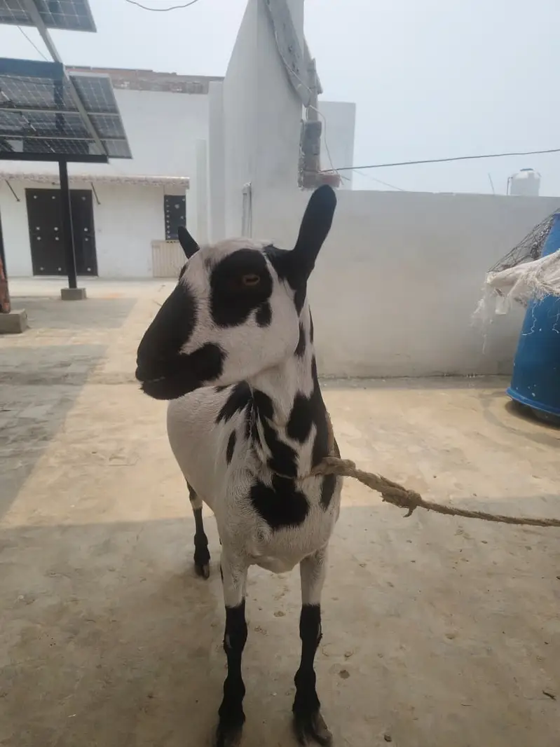 Beautiful Female Goat for Sale | Special Beutiful Female Goat for Sale — photo 4
