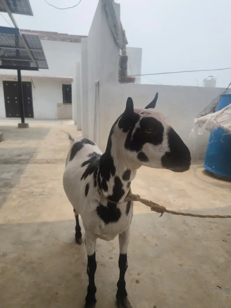 Beautiful Female Goat for Sale | Special Beutiful Female Goat for Sale — photo 5