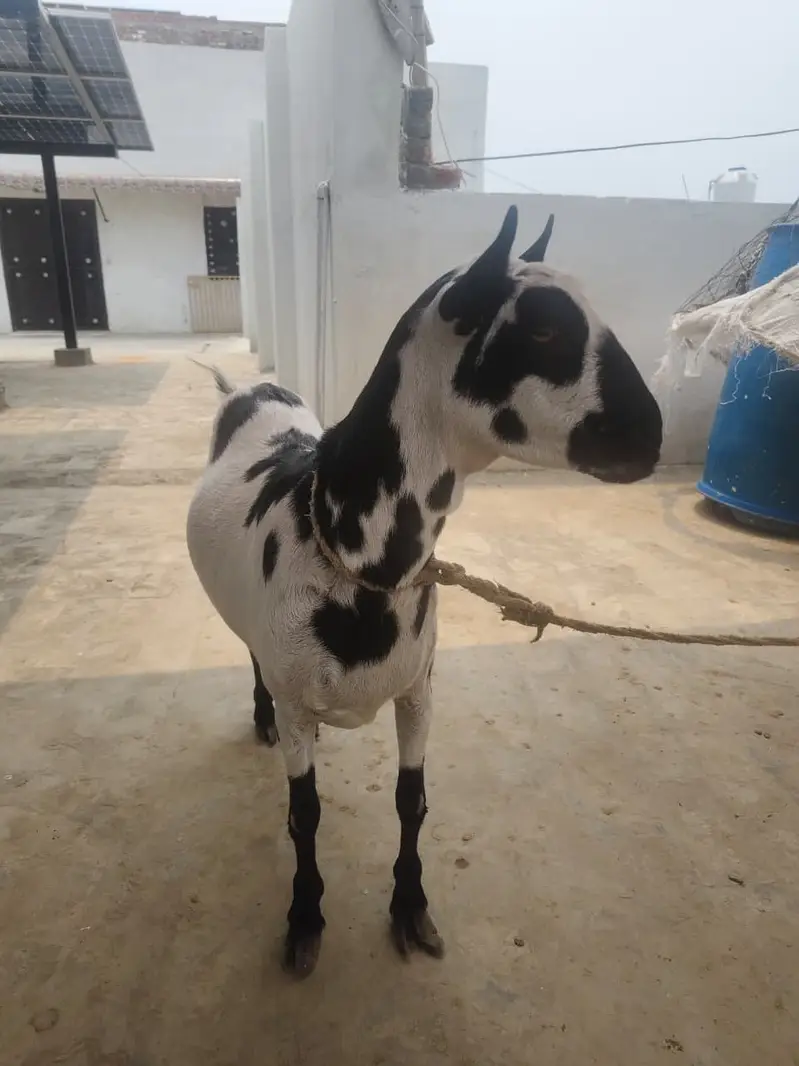 Beautiful Female Goat for Sale | Special Beutiful Female Goat for Sale — photo 6